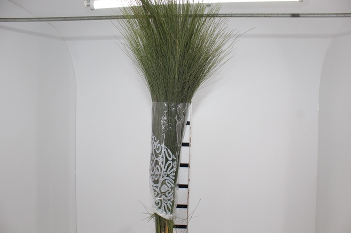 <h4>CAPIM ORNAMENTAL</h4>