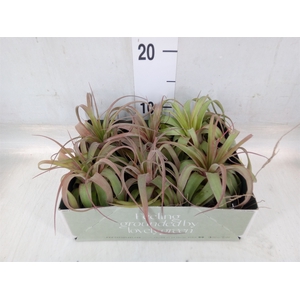 Tillandsia