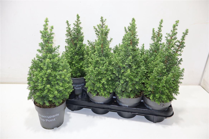 <h4>Cham Th Top Point</h4>