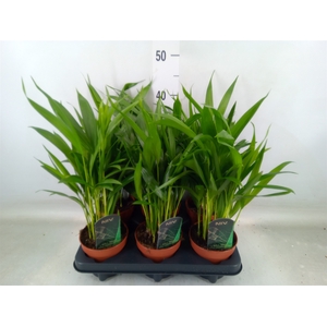 Dypsis lutescens   ...Chrysalidoca