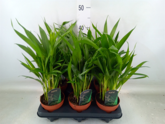 <h4>Dypsis lutescens   ...Chrysalidoca</h4>