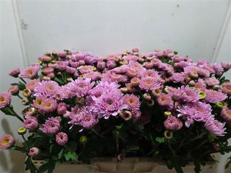 <h4>Chr T Gompie Rose</h4>