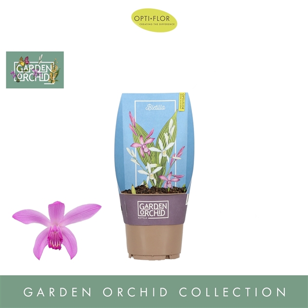 <h4>Garden Orchid Bletilla 6+</h4>