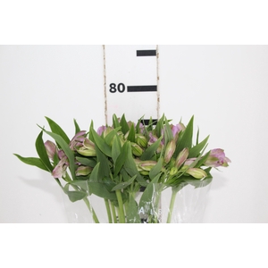 ALSTROEMERIA PLATINA 080 CM