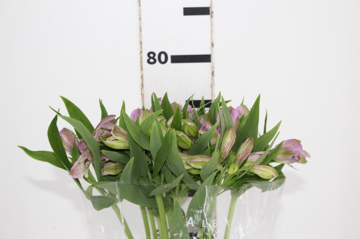 <h4>ALSTROEMERIA PLATINA 080 CM</h4>