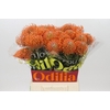Nutans Ayoba Mandarin Zest