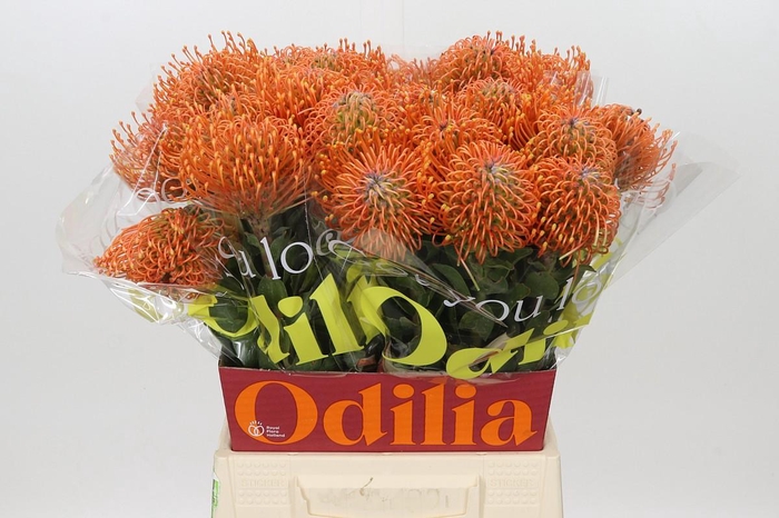 Nutans Ayoba Mandarin Zest