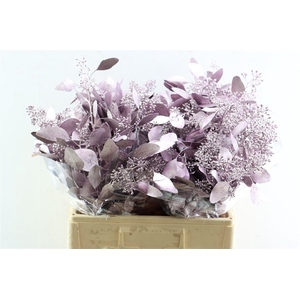 Euca Populus Berry Metal Lila P Bunch