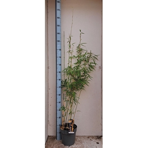 Fargesia robusta 'Campbell'