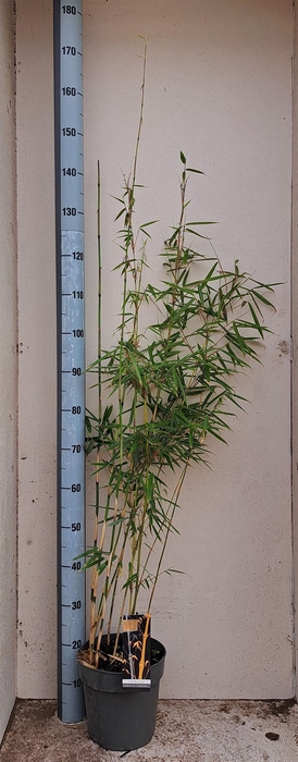 <h4>Fargesia robusta 'Campbell'</h4>