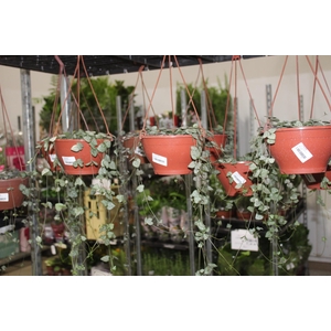 CEROPEGIA WOODII C18