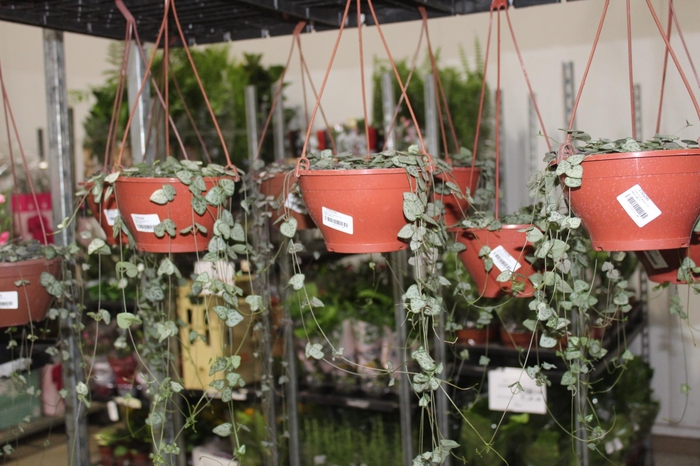 <h4>CEROPEGIA WOODII C18</h4>