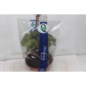 PEPEROMIA MELANCIA C21