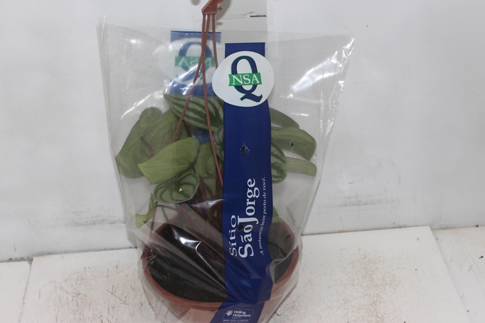 <h4>PEPEROMIA MELANCIA C21</h4>