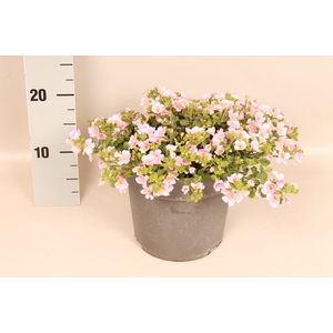 Perkplanten 19 cm Bacopa Rose