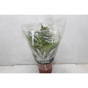 ASPLENIUM PARVATI P17