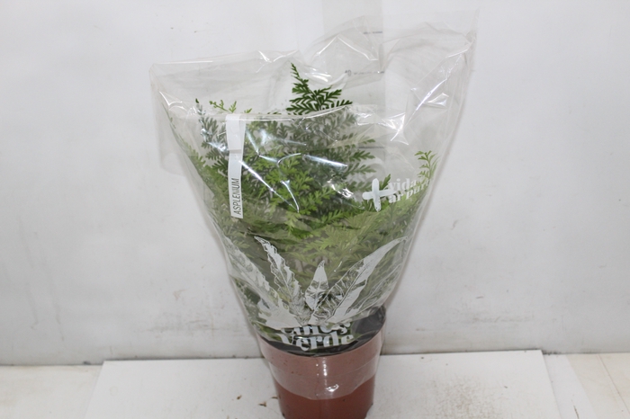 <h4>ASPLENIUM PARVATI P17</h4>