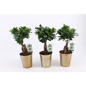 Ficus micr. Ginseng in Golden Christmas