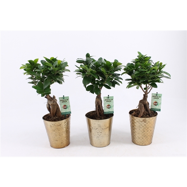 <h4>Ficus micr. Ginseng in Golden Christmas</h4>
