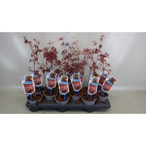 Acer palmatum 'Atropurpureum'