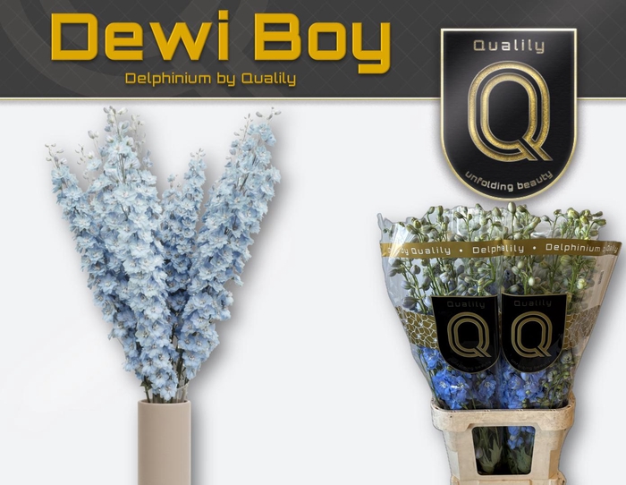 <h4>DELPH DU DEWI BOY 100CM X30</h4>
