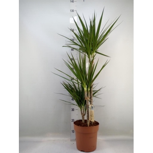 Dracaena marg.