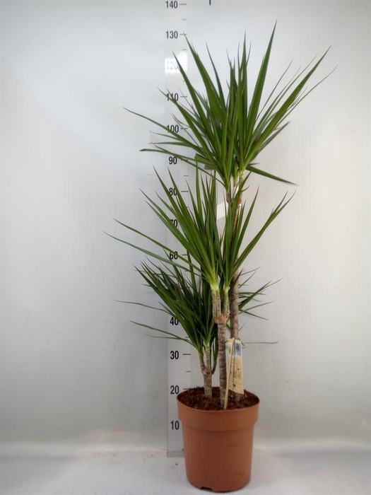 <h4>Dracaena marg.</h4>