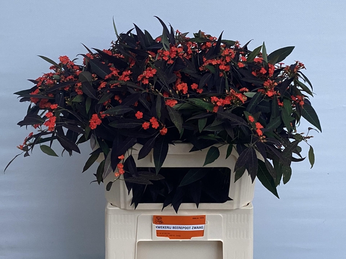 <h4>EUPH F T RUBY RED</h4>