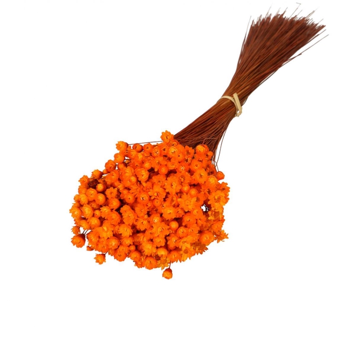 <h4>Droogbloem Glixia 40cm 50g</h4>
