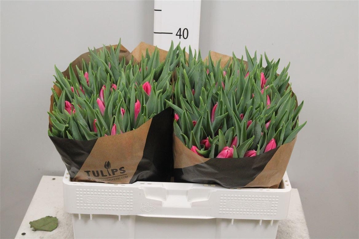 <h4>Tu En Bolroyal Pink</h4>