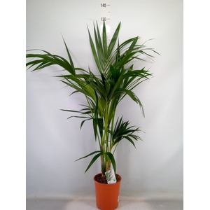 Howea forsteriana