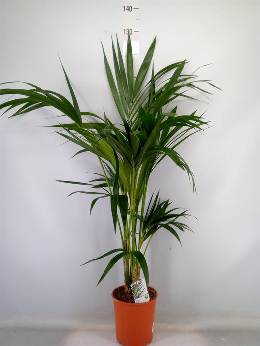 <h4>Howea forsteriana</h4>