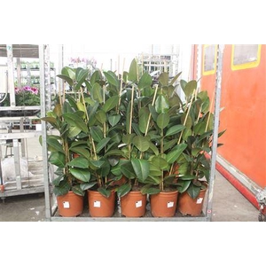 Fic El Robusta 2pp