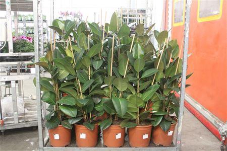 <h4>Fic El Robusta 2pp</h4>