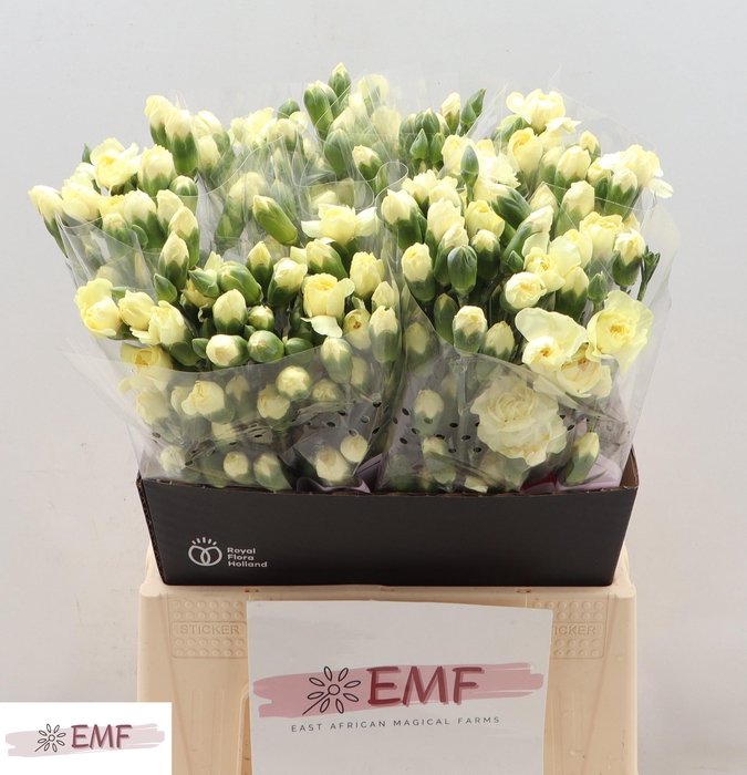 <h4>Di Tr Xanthe</h4>