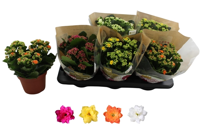 <h4>KAL GE RO GEM 4 KL</h4>