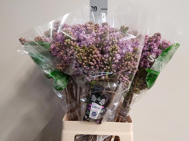 <h4>SYR V DARK KOSTER</h4>