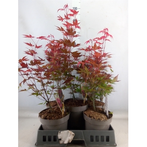 Acer palmatum 'Atropurpureum'