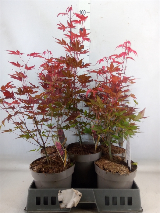 <h4>Acer palmatum 'Atropurpureum'</h4>