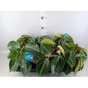 Peperomia