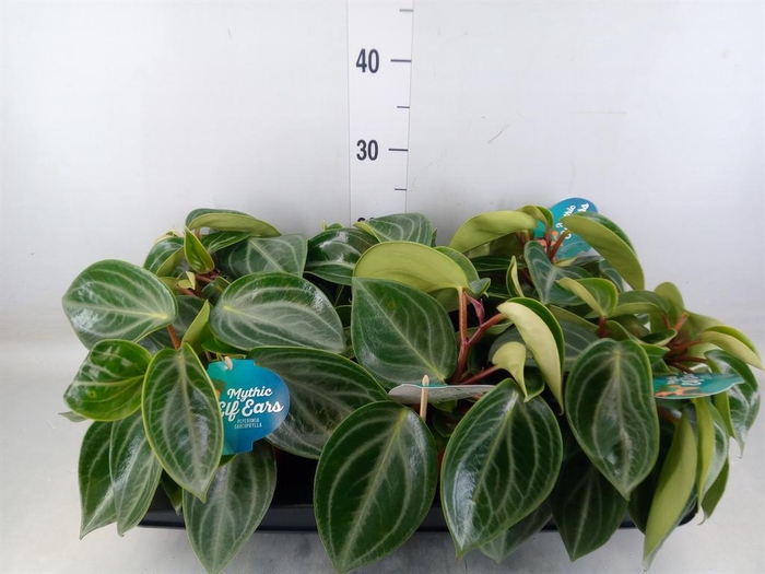 <h4>Peperomia</h4>