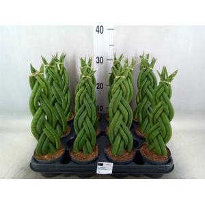 Sansevieria cyl.  ...