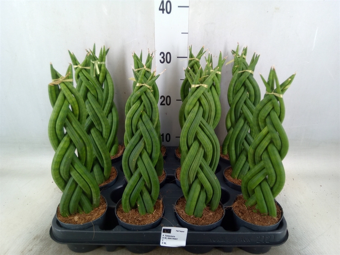 <h4>Sansevieria cyl.  ...</h4>