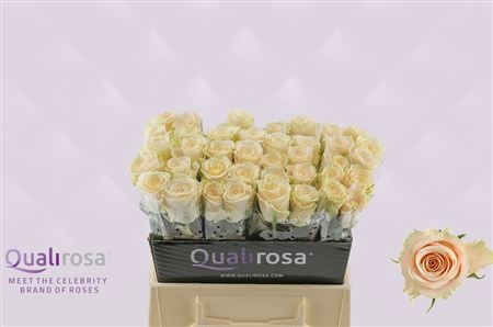 <h4>R GR CHARMANT</h4>