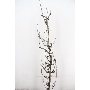PEAR BRANCHE CONFERENCE