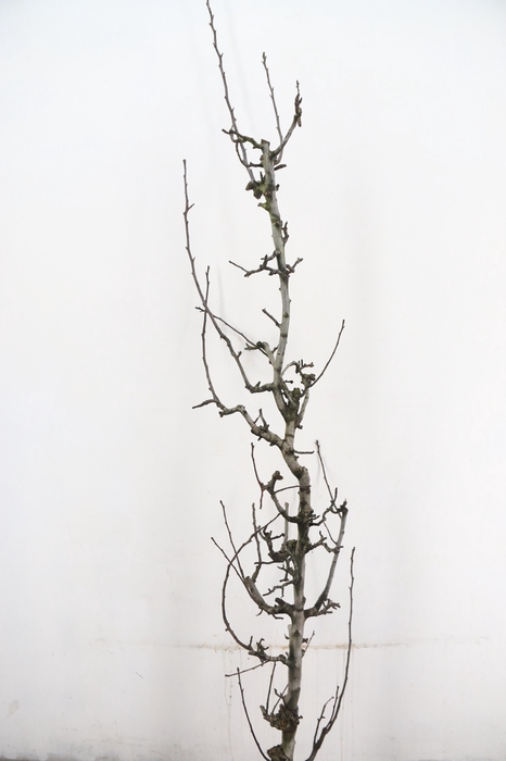 <h4>PEAR BRANCHE CONFERENCE</h4>