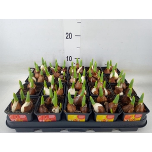 Tulipa DU 'Baby'   ...mix