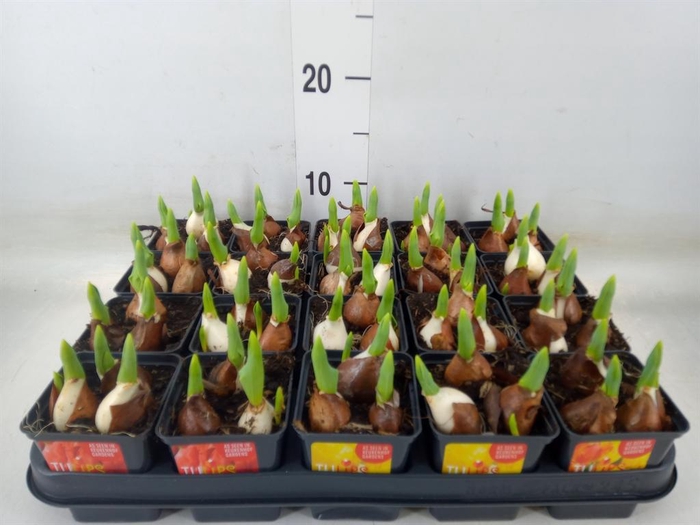 <h4>Tulipa DU 'Baby' ...mix</h4>