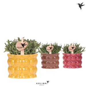 Kolibri Greens Rhipsalis mix in Cotton pot yellow mix