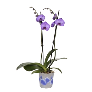 Fiore Purple Phal I Am Purple Heart 2T14+